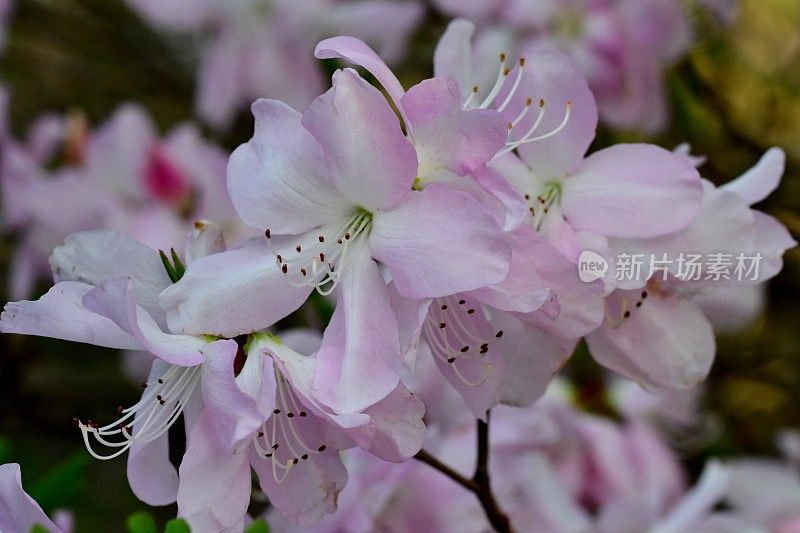 杜鹃花/皇家杜鹃花